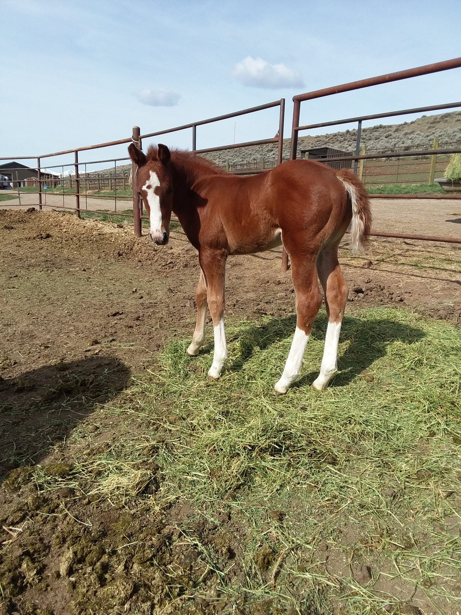 Dual Smokin Pistol Kent Blough Performance Horses