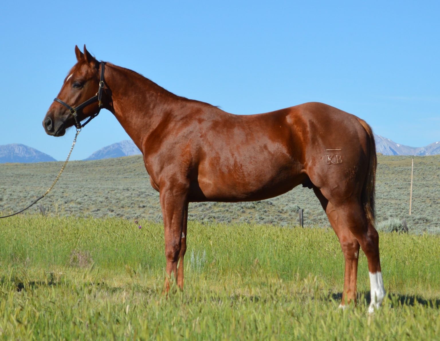 Docs Dual Hickory Kent Blough Performance Horses