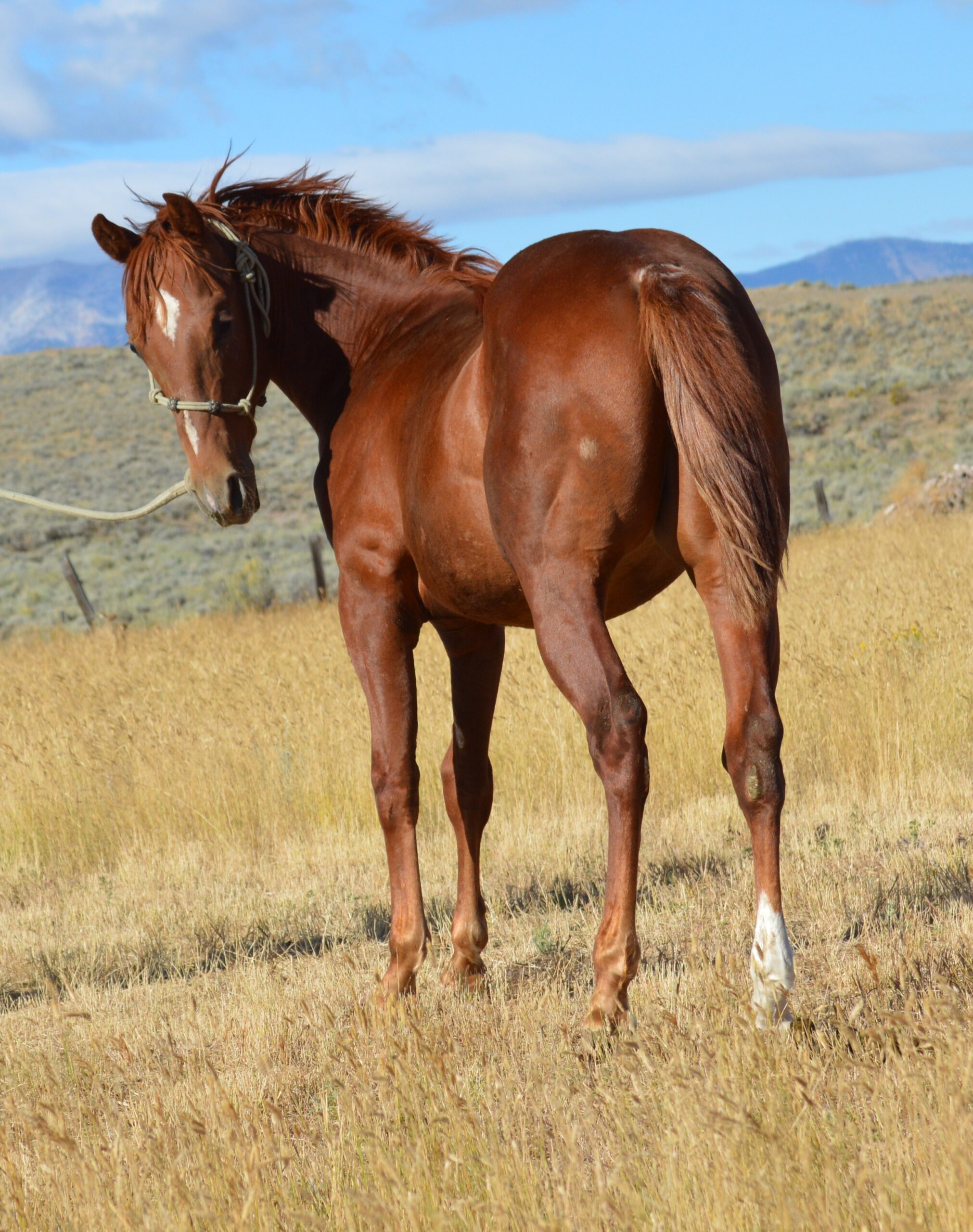 Wild Metallic Kent Blough Performance Horses